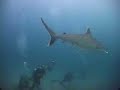 Shark Graduation 2004