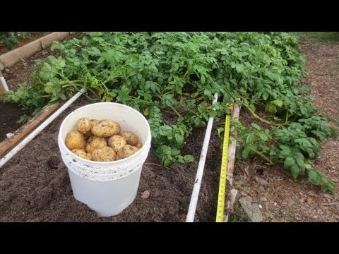 how to harvest and store yukon gold potatoes