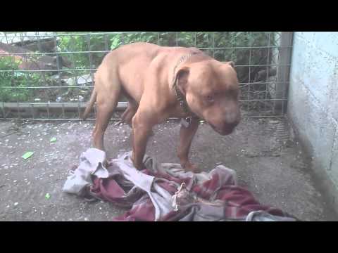 american pitbull