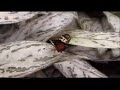 butterfly conservatory and spanish classical guitar