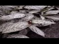 butterfly conservatory and spanish classical guitar