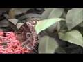Butterfly Conservatory and Spanish Classical Guitar