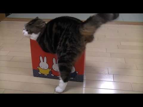 El gato Maru y muchas cajas pequeñas