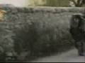 videos de impennata runner giamp23