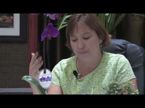 how to care for cyclamen indoors