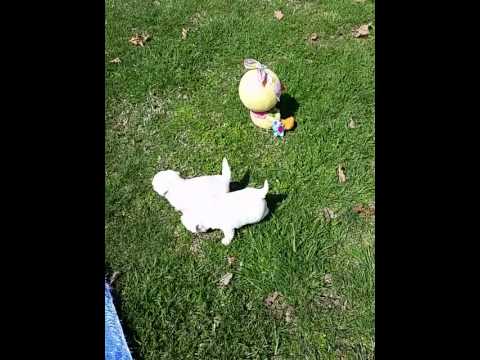 Silver Fawn Female Pugs Prem and Pari