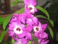 ORCHIDEA - HOBBY II ORCHIDEA - HOBBY II