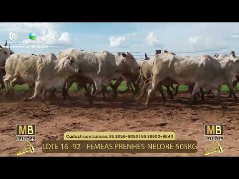 522 LEILO VIRTUAL MB LEILES