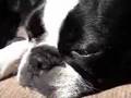 Boston Terrier video