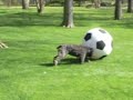 Bouvier des Flandres, Herds Soccer Ball Bouvier des Flandres, Herds Soccer Ball