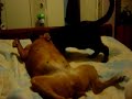 cat nursing dog cat nursing dog