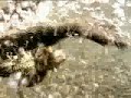 nile monitor vs small python nile monitor vs small python