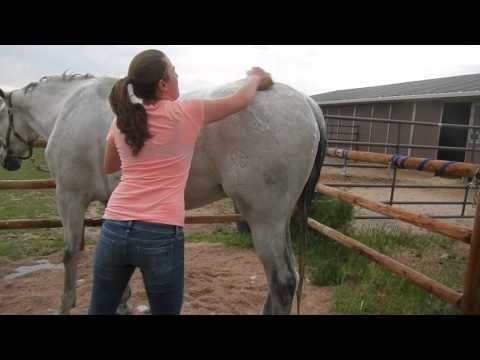 how to decide what to feed your horse