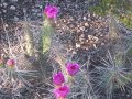 A Flower Garden A Flower Garden