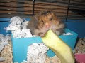 My sweet hamster, Ushi