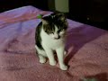 Connor - Manx cats for adoption
