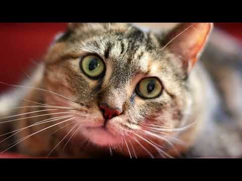 Do cats know when you're sad or depress? (AMAZING FACTS ABOUT CAT) - CAT MASTERMIND