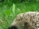 Hedgehogs..