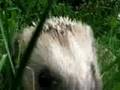Hedgehogs..