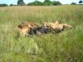 Duba Plains, Day 4 (part 2)