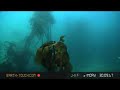 Life teems in the kelp forest