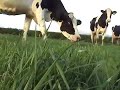 Cows-Foster Mother to mankind - converting grass into  milk