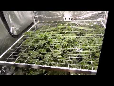 how to grow ebb and flow