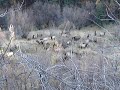 Elk Mating Season And Calls Elk Mating Season And Calls