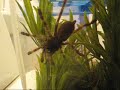 Poecilotheria miranda feeding