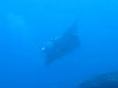 Mubolas And Manta Ray Maldives