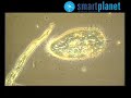La importancia de la biodiversidad
