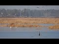 Greater Sandhill Cranes landing