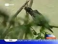 CERVAS/PNSE libertação Águia-cobreira Reportagem RTP1