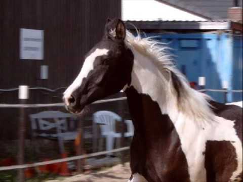 Sariyah, pinto arabian horse