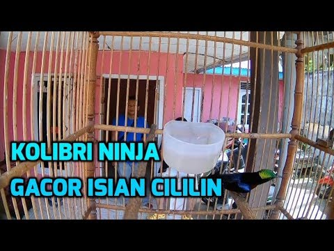 Kolibri Ninja Nembak Cililin Kolibri Ninja Nembak Cililin