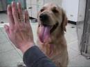 Dino the Golden Retriever - Missed Dino?