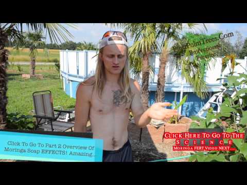 how to fertilize moringa