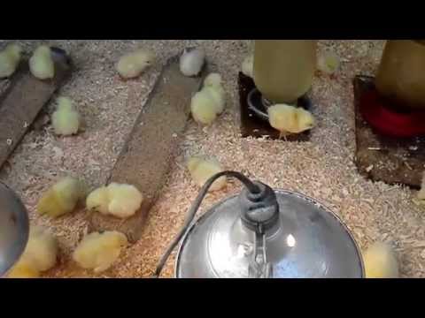 how to care broiler chicken