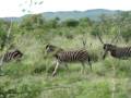 Zebra at Madikwe Game Reserve