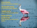 The Chant Of Metta The Chant Of Metta