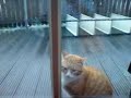 schmitz katze am abspasten