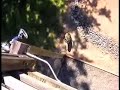 Mission Impossible Cat