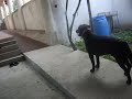 BRUNO