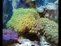my 25 gallon fish tank my 25 gallon fish tank