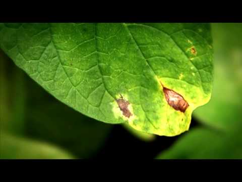 how to fertilize irish potatoes