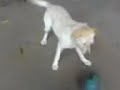 Dog do carlo gadia joga mto tbm