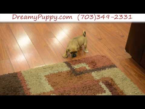 Stunning Puggle Male Puppy 3