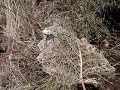 ARA�A  EN EL BOSQUE