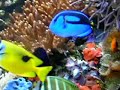 koraal en tropisch zeevisaquarium