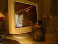 Cat watching other Cats